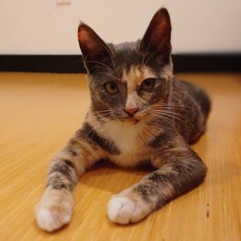 Tatum -  Domestic Medium Hair Cat for Adoption in Renton, Washington - Tatum | PetCurious