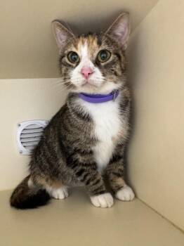 Domestic Short Hair Cats Available for Adoption in Bloomington, Indiana - Mayochup | PetCurious