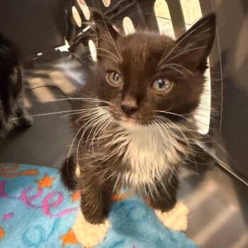 Domestic Long Hair Cats Available for Adoption in Missouri City, Texas - Maurice | PetCurious