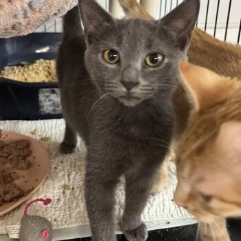 Munchkin -  Domestic Short Hair Cat for Adoption in Wappingers Falls, New York - Munchkin | PetCurious