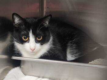 Rescue Domestic Short Hair Cats for Adoption in Decatur, Illinois - ETTA JAMES | PetCurious