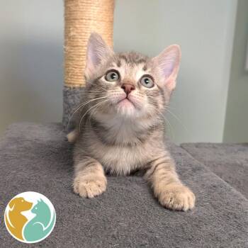 Plank -  Domestic Short Hair Cat for Adoption in Toledo, Ohio - Plank | PetCurious