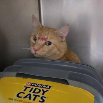 Dynamite -  Domestic Short Hair Cat for Adoption in Windsor, Virginia - Dynamite | PetCurious