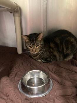 Ruger -  Domestic Short Hair Cat for Adoption in Meriden, Connecticut - Ruger | PetCurious