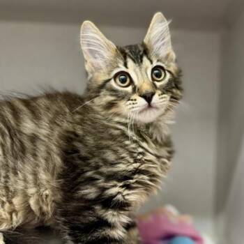 Poncho -  Domestic Medium Hair Cat for Adoption in Atlanta, Georgia - Poncho | PetCurious
