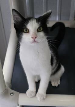 Annie -  Domestic Short Hair Cat for Adoption in Woodsfield, Ohio - Annie | PetCurious