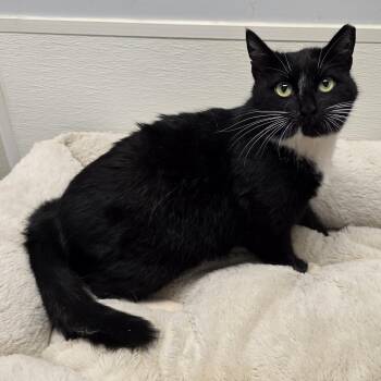 Tuxedo and Domestic Short Hair Cats Available for Adoption in Greensboro, North Carolina - Luna | PetCurious