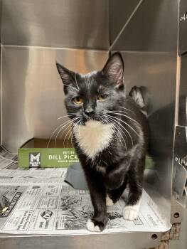 Rescue American Shorthair Cats for Adoption in Jackson, Tennessee - Waddle | PetCurious