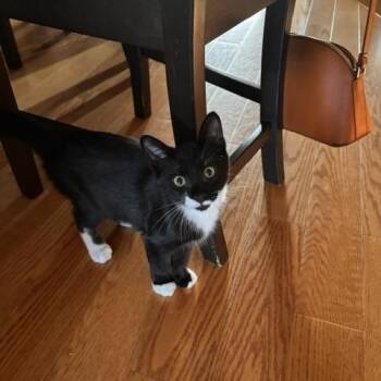 Banff-Must be adopted with Canmore -  Domestic Short Hair Cat for Adoption in Toronto, Ontario - Banff-Must Be Adopted With Canmore | PetCurious