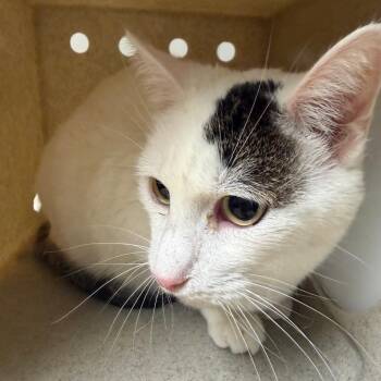 Luigi -  Domestic Short Hair Cat for Adoption in Reno, Nevada - Luigi | PetCurious