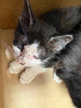 MARINARA -  Domestic Short Hair Cat for Adoption in Jacksonville, Florida - MARINARA | PetCurious