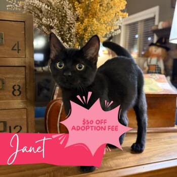 Janet -  Domestic Short Hair Cat for Adoption in Chattanooga, Tennessee - Janet | PetCurious