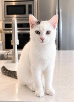 Miss Muffin -  Domestic Short Hair Cat for Adoption in Millcreek, Utah - Miss Muffin | PetCurious