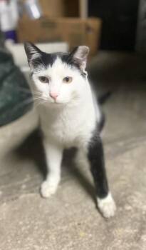 Domestic Short Hair Cats Available for Adoption in Melville, New York - TJ | PetCurious