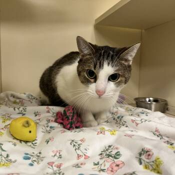 Rescue Domestic Short Hair Cats for Adoption in Oak Brook, Illinois - Lennox | PetCurious