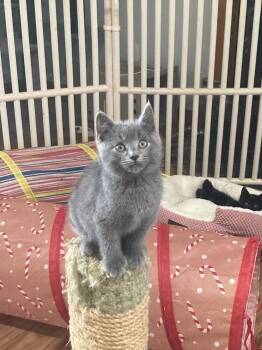 Russian Blue Cats Available for Adoption in Pinole, California - Finley | PetCurious