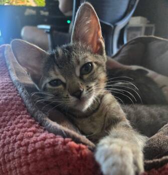 Blazelet -  Tortoiseshell and Domestic Short Hair Cat for Adoption in Seal Beach, California - Blazelet | PetCurious