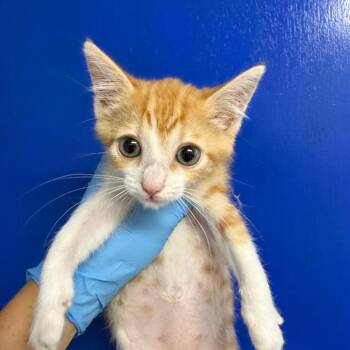 Domestic Medium Hair Cats Available for Adoption in Wahiawa, Hawaii - Sugar | PetCurious