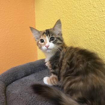 Domestic Short Hair Cats Available for Adoption in Fresno, California - Tomahto | PetCurious