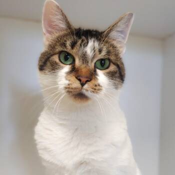 Rescue Domestic Short Hair Cats for Adoption in Belmont, New York - Princess | PetCurious