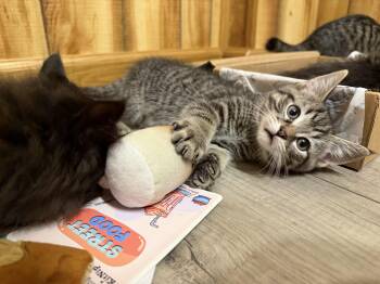 Domestic Short Hair and Tabby Cats Available for Adoption in New Franklin, Ohio - Horus | PetCurious