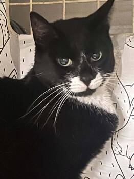 Junimoon -  Domestic Short Hair Cat Available for Adoption in Acworth, Georgia - Junimoon | PetCurious