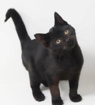 Carbon and Axel - rev up your engines for double the love - SUPE -  Bombay and Havana Cat for Adoption in Bedford Hills, New York - Carbon And Axel - Rev Up Your Engines For Double The Love - SUPE | PetCurious