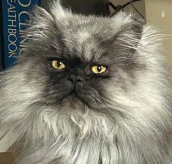 WILLOW and UMAMI -  Persian Cat for Adoption in Kenosha, Wisconsin - WILLOW And UMAMI | PetCurious