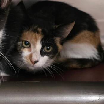 Butters -  Domestic Short Hair Cat for Adoption in Tampa, Florida - Butters | PetCurious