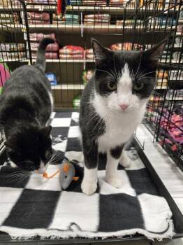 Tuxedo and Domestic Short Hair Cats Available for Adoption in Cincinnati, Ohio - Larry | PetCurious