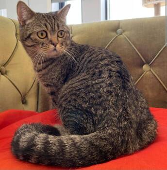 Rescue British Shorthair Cats for Adoption in Snow Hill, Maryland - Max | PetCurious