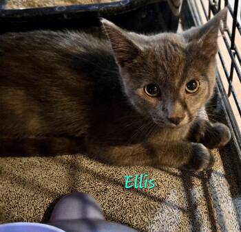 Ellis -  Domestic Short Hair Cat for Adoption in Penndel, Pennsylvania - Ellis | PetCurious