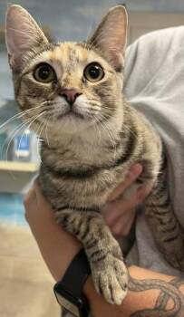 MISS KITTY -  Domestic Short Hair Cat for Adoption in Pensacola, Florida - MISS KITTY | PetCurious