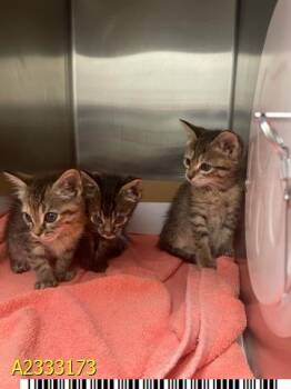 ABBY -  Domestic Short Hair Cat for Adoption in West Palm Beach, Florida - ABBY | PetCurious