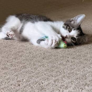 Lainey -  Domestic Short Hair Cat for Adoption in Park Row, Texas - Lainey | PetCurious