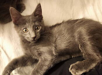 Rescue Russian Blue and Domestic Medium Hair Cats for Adoption in Fort Myers, Florida - Taavi | PetCurious