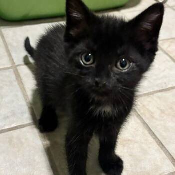 Bullseye -  Domestic Short Hair Cat for Adoption in Des Moines, Iowa - Bullseye | PetCurious