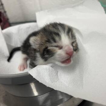 Domestic Short Hair Cats Available for Adoption in Edinburg, Texas - Linkin Park | PetCurious