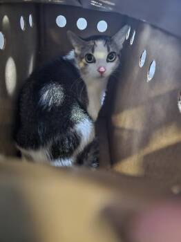 Domestic Short Hair Cats Available for Adoption in Dallas, Texas - SSAENG-TTE-JWI | PetCurious