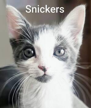 Snickers - Rancho Cucamonga PetSmart -  Domestic Short Hair Cat for Adoption in Yorba Linda, California - Snickers - Rancho Cucamonga PetSmart | PetCurious