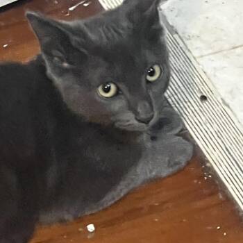 Fiona -  Russian Blue and Domestic Short Hair Cat for Adoption in Houston, Texas - Fiona | PetCurious