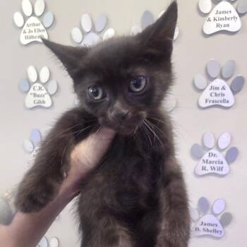 Frape -  Domestic Short Hair Cat for Adoption in Jupiter, Florida - Frape | PetCurious