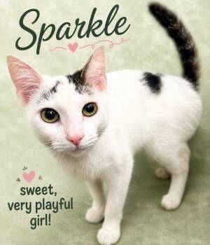 Sparkle (FCID# 05/05/2026-107) Willow Grove -  Domestic Short Hair Cat for Adoption in Greenville, Delaware - Sparkle (FCID# 05/05/2026-107) Willow Grove | PetCurious