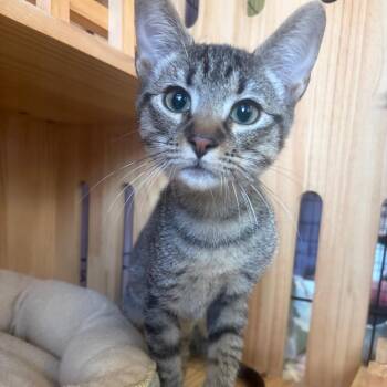 Macaroni -  Domestic Short Hair Cat for Adoption in Webster, Texas - Macaroni | PetCurious