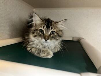Asher -  Domestic Medium Hair Cat for Adoption in Fort Collins, Colorado - Asher | PetCurious