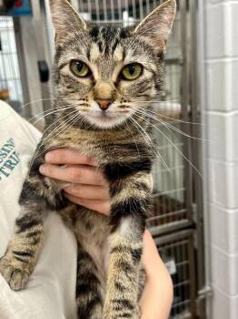 Domestic Short Hair Cats Available for Adoption - Freya | PetCurious