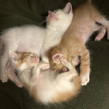 Rescue Domestic Short Hair Cats for Adoption in Evanston, Illinois - Huron | PetCurious