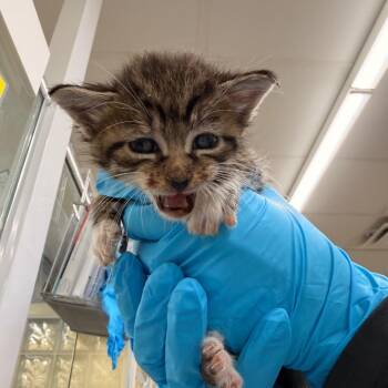 Domestic Short Hair Cats Available for Adoption in West Palm Beach, Florida - Shelly | PetCurious