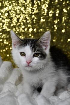 Prince Charming -  Domestic Short Hair Cat for Adoption in Yakima, Washington - Prince Charming | PetCurious
