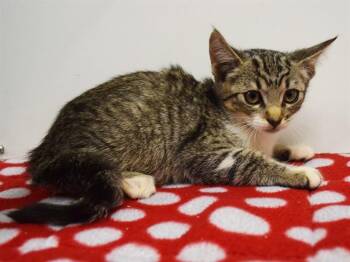 PEPEROMIA -  Domestic Short Hair Cat for Adoption in Sacramento, California - PEPEROMIA | PetCurious